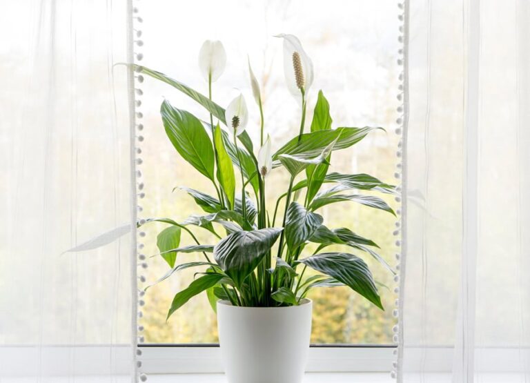 Растения, очищающие ваш дом